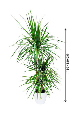 Dragon Tree - Dracaena Marginata - Plantsworld.ae