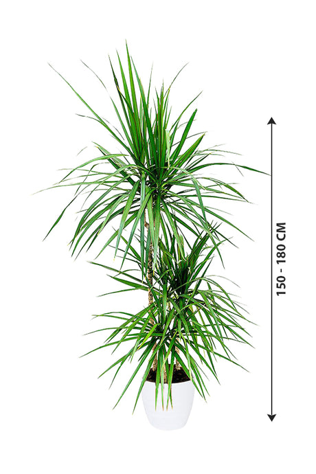 Dragon Tree - Dracaena Marginata - Plantsworld.ae