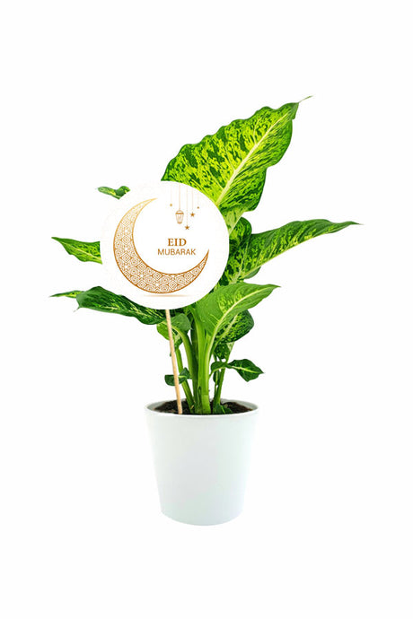 Dieffenbachia Camilla Dumb Cane indoor plant in nursery pot