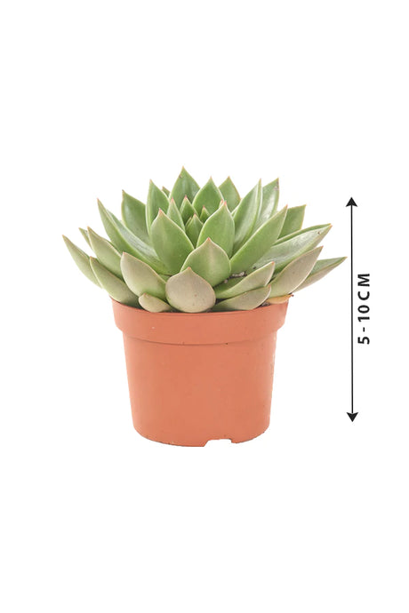 Succulent - Cactus  Collection 5 Pcs - Plantsworld.ae