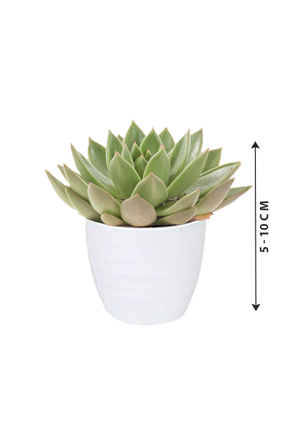 Echeveria OVR - Evergreen Succulent Flowering plant - Plantsworld.ae