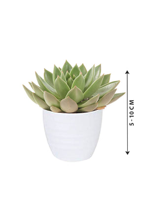 Echeveria OVR - Evergreen Succulent Flowering plant - Plantsworld.ae