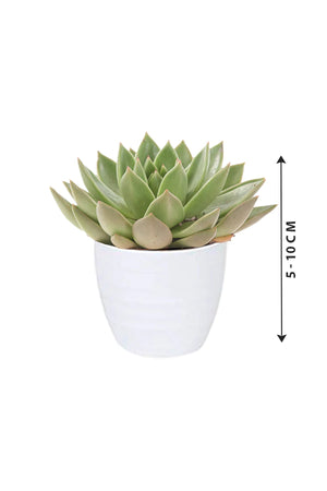 Succulent - Cactus  Collection 5 Pcs - Plantsworld.ae