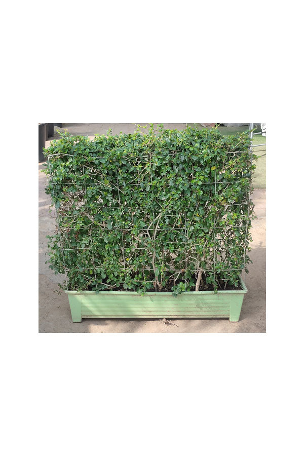 Erethria –  Plant for Garden Décor - Plantsworld.ae