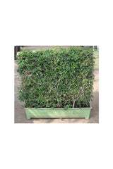 Erethria –  Plant for Garden Décor - Plantsworld.ae