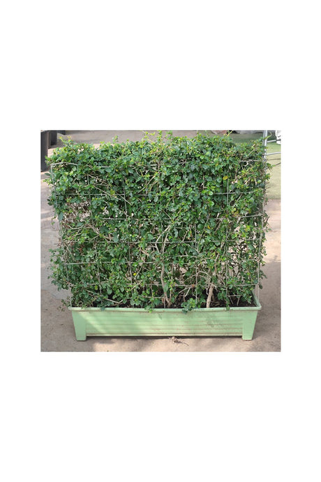 Erethria –  Plant for Garden Décor - Plantsworld.ae
