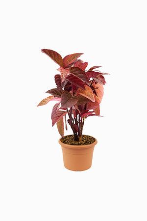 Eranthemum Black (Eranthemum Nigrum) ornamental plant in nursery pot with rich dark purple foliage for home garden decoration