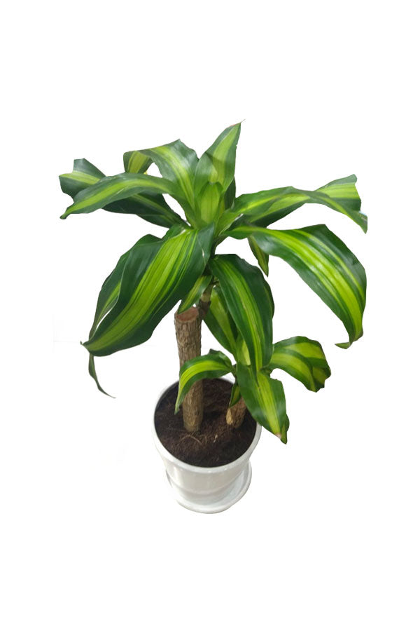 Dracaena Massangeana - Dracaena Fragrans - Plantsworld.ae
