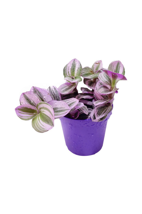 Tradescantia Nanouk - Tradescantia Albiflora 'Nanouk' - Plantsworld.ae