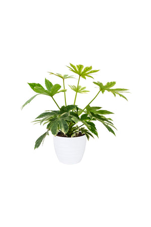 Fatsia Japonica 'Variegata' Paper Plant - Variegated Indoor Plant
in white ceramic pot