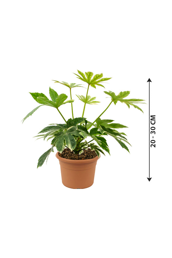 Fatsia Japonica 'Variegata'- Paper Plant - Plantsworld.ae