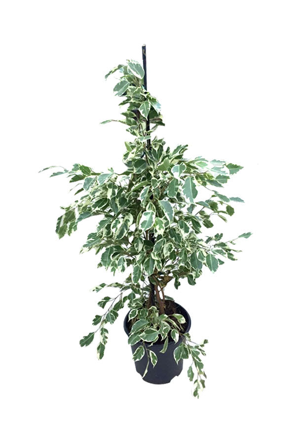 Dwarf Weeping Fig - Ficus Benjamina 'Green Kinky' - Plantsworld.ae