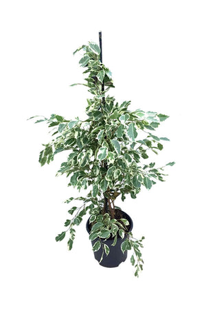 Dwarf Weeping Fig - Ficus Benjamina 'Green Kinky' - Plantsworld.ae