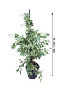 Dwarf Weeping Fig - Ficus Benjamina 'Green Kinky' - Plantsworld.ae