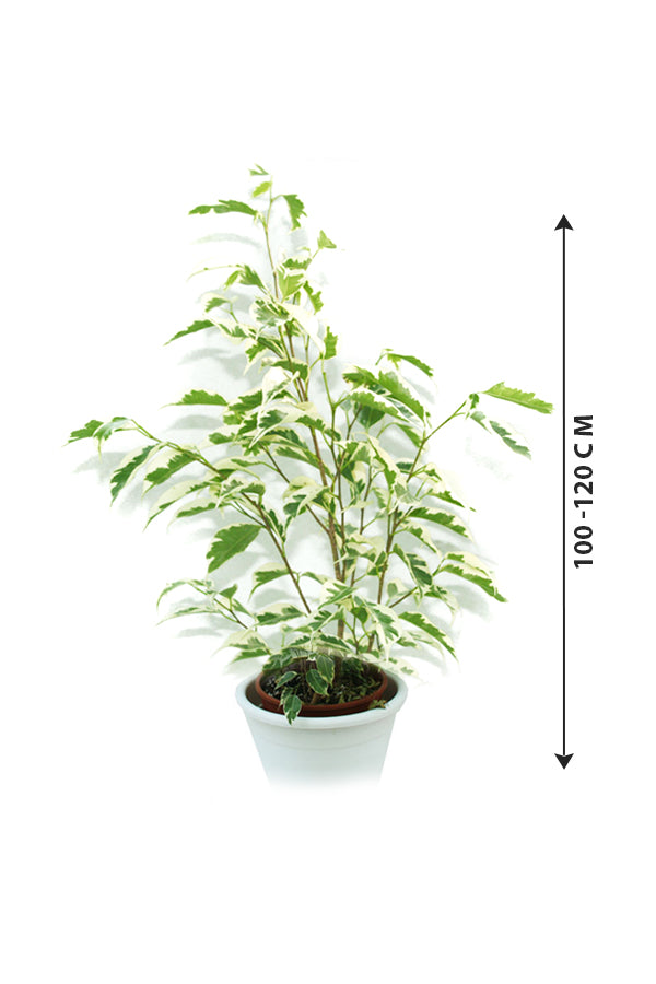 Dwarf Weeping Fig - Ficus Benjamina 'Green Kinky' - Plantsworld.ae