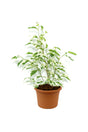 Ficus Benjamina Starlight Weeping Fig with Variegated Green and White Leaves
