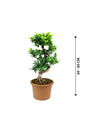 Ficus Bonsai - Ficus Retusa - Plantsworld.ae