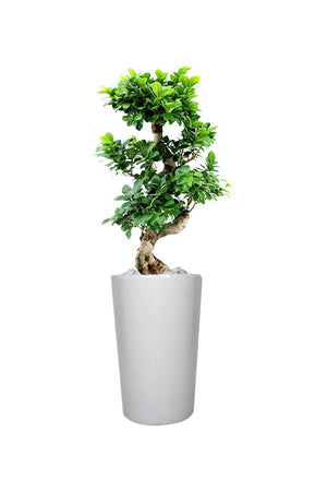Diamond Office Plant Combo - Mixed Species - Plantsworld.ae