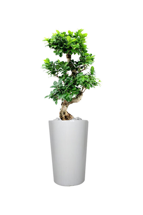 Silver Office Plant Combo - Mixed Species - Plantsworld.ae