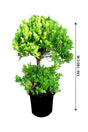 Ficus Panda 2 Head-Ficus Retusa - Plantsworld.ae - {{ varient.name }}