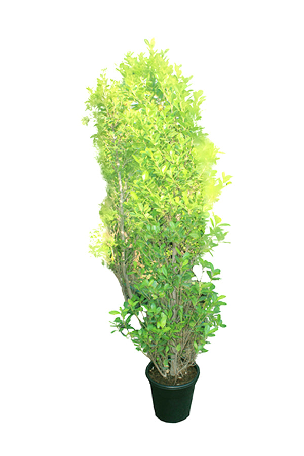 Ficus Panda - Ficus Retusa Cone Shape - Plantsworld.ae