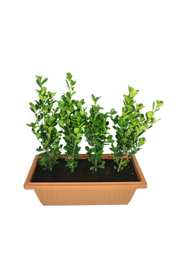 Ficus Panda(5 nos) In Rectangular Pot - Plantsworld.ae