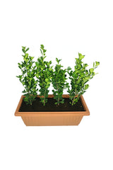 Ficus Panda(5 nos) In Rectangular Pot - Plantsworld.ae