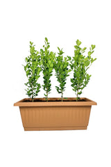 Ficus Panda(5 nos) In Rectangular Pot - Plantsworld.ae