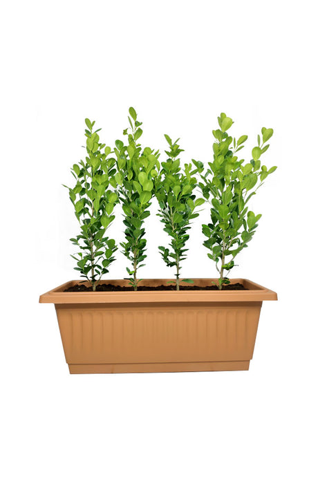 Ficus Panda(5 nos) In Rectangular Pot - Plantsworld.ae