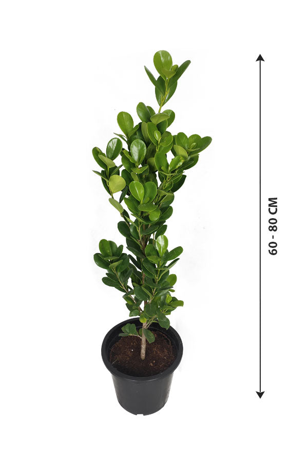 Ficus Panda - Ficus Retusa Single Stem - Plantsworld.ae