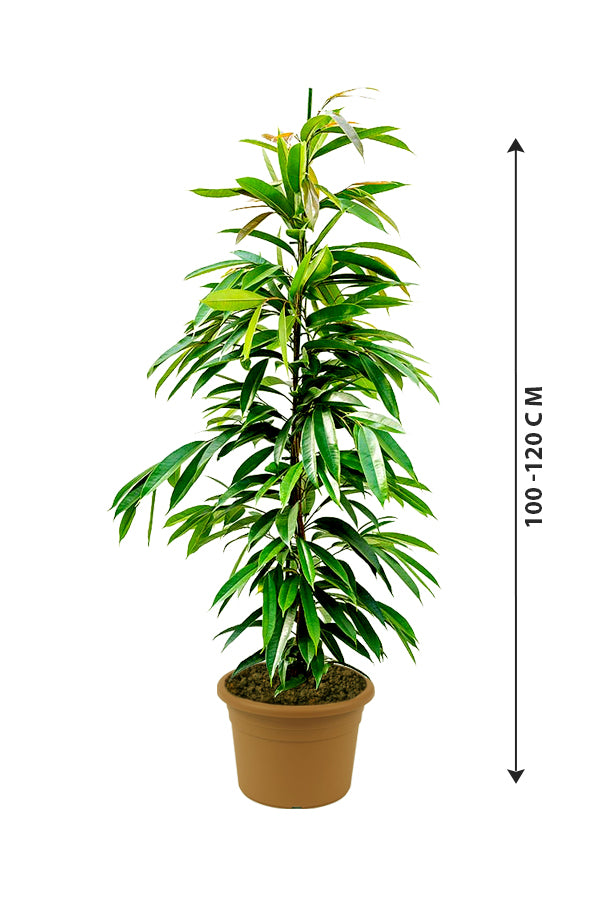 Ficus Amstel King - Ficus Alii Tree - Plantsworld.ae
