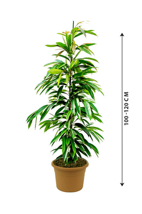 Ficus Amstel King - Ficus Alii Tree - Plantsworld.ae