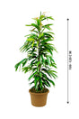 Ficus Amstel King - Ficus Alii Tree - Plantsworld.ae