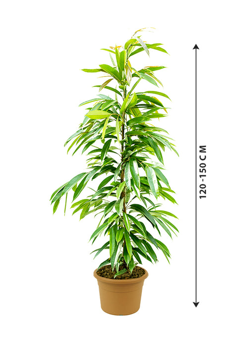 Ficus Amstel King - Ficus Alii Tree - Plantsworld.ae