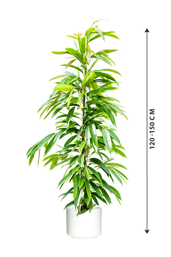 Ficus Amstel King - Ficus Alii Tree - Plantsworld.ae