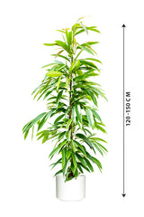Ficus Amstel King - Ficus Alii Tree - Plantsworld.ae