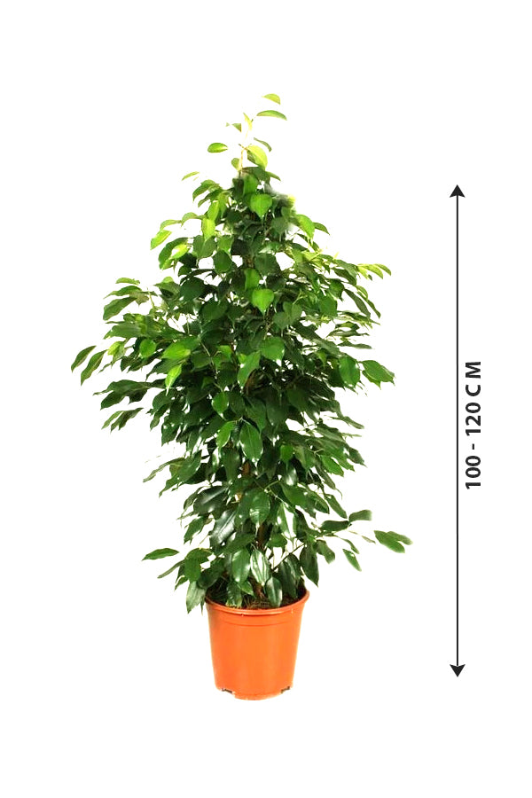 Ficus Benjamina - Weeping Fig - Indoor Plant - Plantsworld.ae