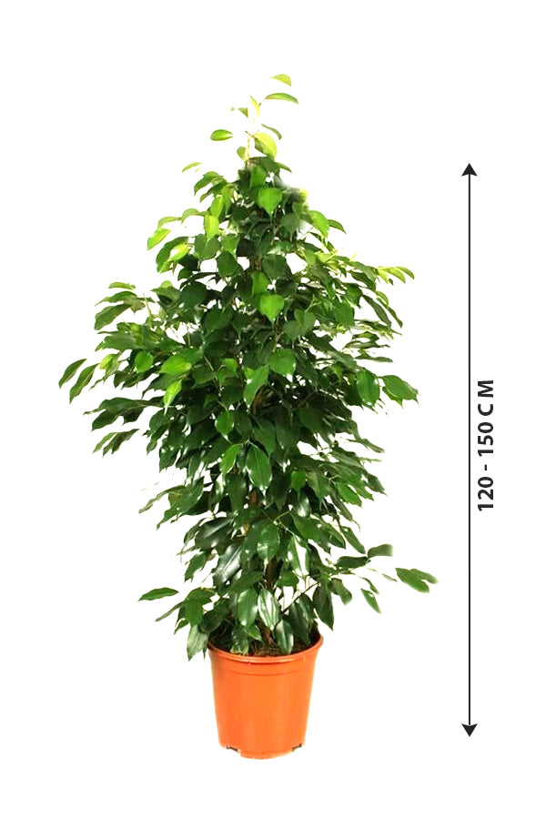 Ficus Benjamina - Weeping Fig - Indoor Plant - Plantsworld.ae