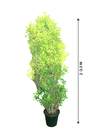 Ficus Panda - Ficus Retusa Cone Shape - Plantsworld.ae