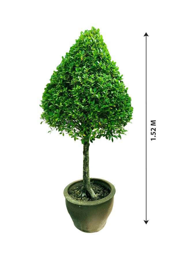Chinese Banyan - Ficus Microcarpa - Plantsworld.ae