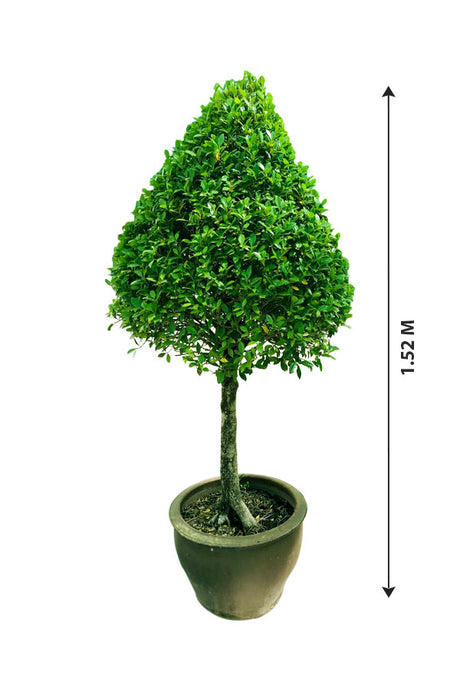 Chinese Banyan - Ficus Microcarpa - Plantsworld.ae