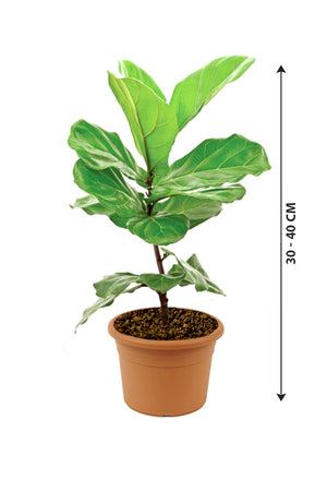 Fiddle Leaf Fig - Ficus Lyrata - Plantsworld.ae