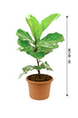 Fiddle Leaf Fig - Ficus Lyrata - Plantsworld.ae