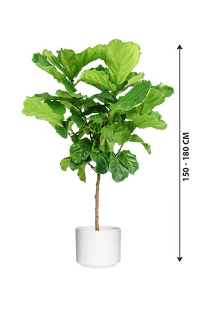 Fiddle Leaf Fig - Ficus Lyrata - Plantsworld.ae