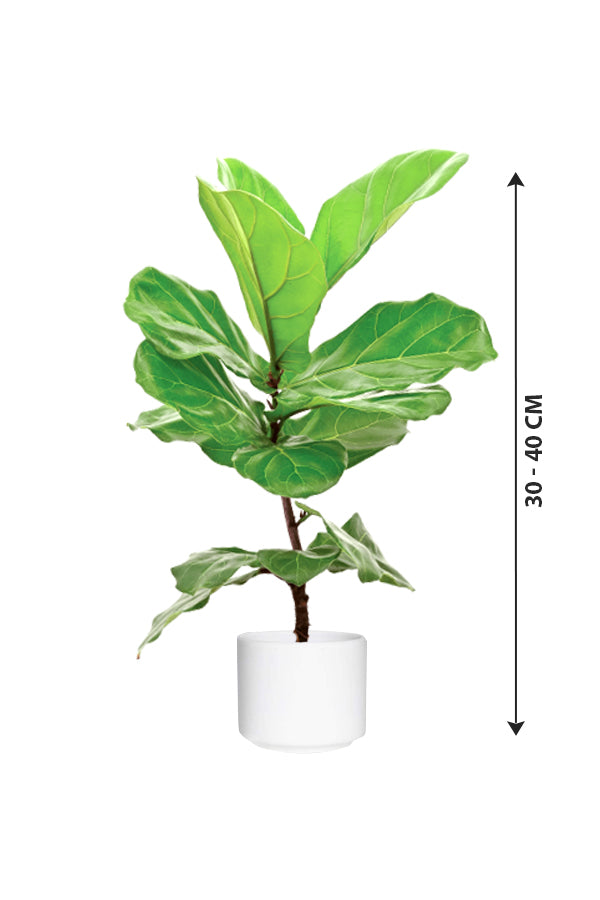 Fiddle Leaf Fig - Ficus Lyrata - Plantsworld.ae