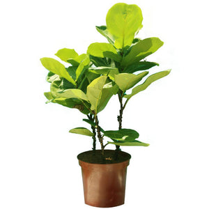 Fiddle leaf Fig Single Stemp - Ficus lyrata - Plantsworld.ae - {{ varient.name }}