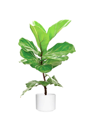 Ficus Panda (5 Nos) Arranged in a Rectangular Pot - Modern Indoor Decor in a white ceramic pot
