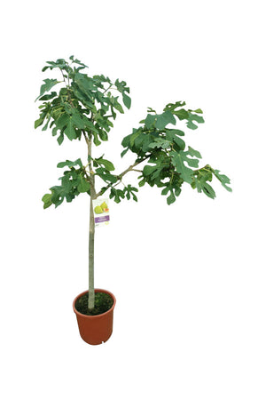 Fig Tree Spain - Outdoor Fruit  Plant - Plantsworld.ae