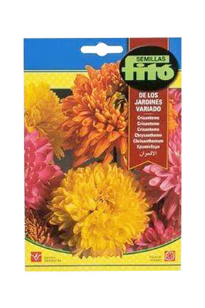 Fito Chrysanthemum Flower Seeds for vibrant and colorful garden blooms. Available at Plantsworld.ae