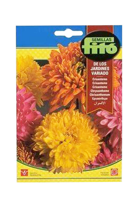 Fito Chrysanthemum Flower Seeds for vibrant and colorful garden blooms. Available at Plantsworld.ae